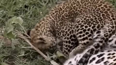 Animal leopard