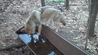 Coyote accidentally gives itself a brain freeze