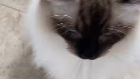 Funny Ragdoll Cats 😹 - Cute Cat Video to Make You Laugh 😂