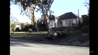 HUGE TREE GETS BLOWN DOWN