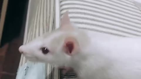 Rat running on the bed