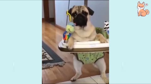 😂funny dog video😂it's time to laugh with dog's life