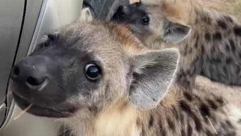 Hyena cubs adorably bite vehicle tires