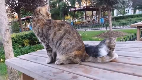 Mama Cat's Reaction to her kitten, When Kitten biting her tail