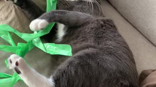 Crazy cat stuck in plastic