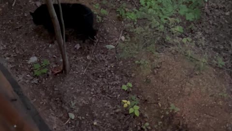 Black Bear Family Climbs Around on Truck Trying to Find Food