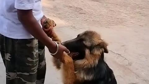 Real Dog Training German shepherd Dangerous Indian Army DOG