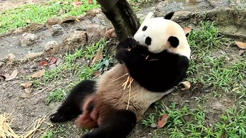 Panda enjoy a snack