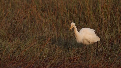 Video of Whooping Crane Wonders: A Glimpse of the Majesty of an Endangered Icon"