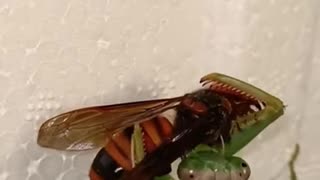 Praying mantis vs Hornet…