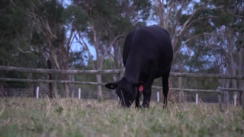 A black cow feeding on grass