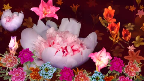 chinese style peony flowers hd blooming festive background.