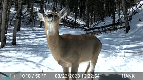 Vermont wildlife