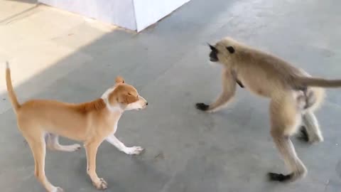 dog vs langoor. monkey vs dog .Dog vs monkey who will win.Dog vs monkey.