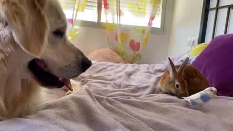 Can a Dog be friend of a Bird and a Rabbit [Cutest Pets Ever]