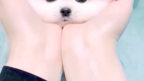 Cute dog baby