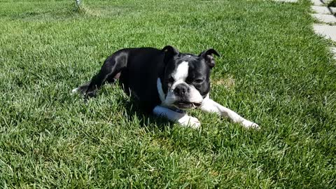 Boston Terrier lover eating grass