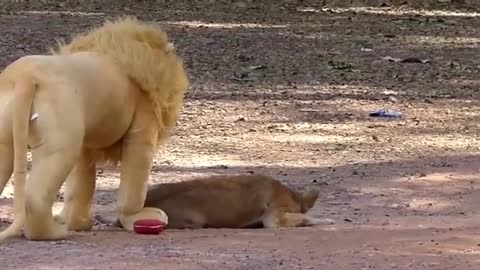 Prank on dogs with funny lion and tiger