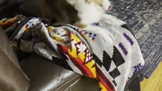 Doggo Gets Zoomies When Mommy Comes Home
