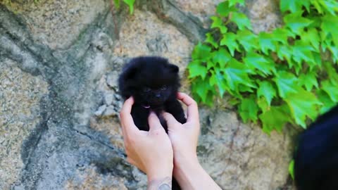 Cute black Pomeranian