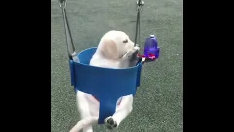 Puppies are Cute and Funny #7