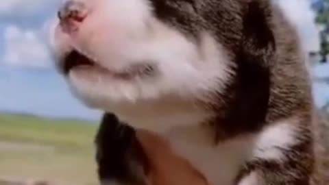 Cute Baby Dog Howling🐕🐶