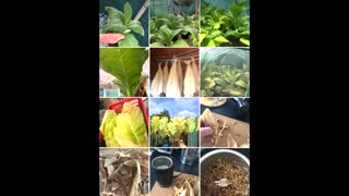 HOW TO GROW YOUR OWN TABACCO!
