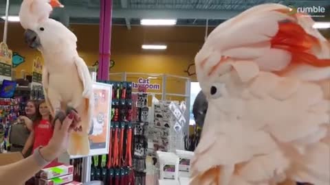 Hilarious Cockatoos Meet Each Other In Pet Store MaxtheMoluccan July 24, 2019 11,258,