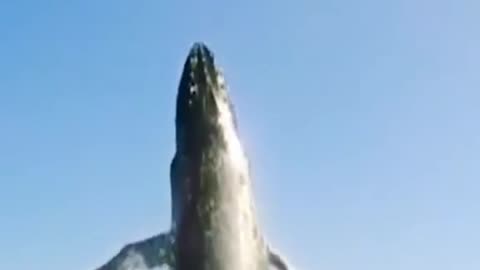 black humped whale backflip with sound