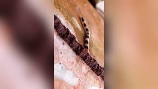 BEETLE JUICE: Creepy Vids Show Scorpion Feasting On Cockroach