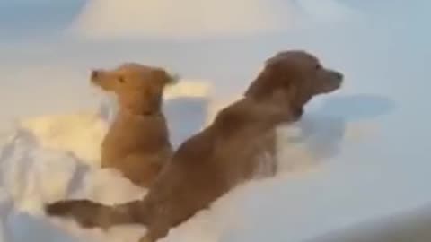 Two golden retrievers trying to dive in 2 ft snow || see how ❤️