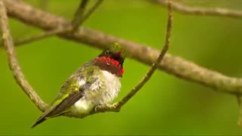 Relax your soul and meditate with the sound of birds and nature