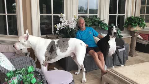 Laid Back Great Danes Love To Watch Florida Thunderstorm