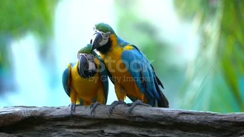 lovely birds