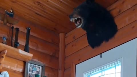 Hey, There's a Bear Up There!