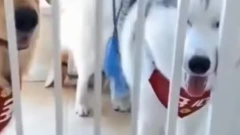 Funny dogs getting scared