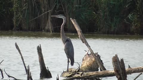 174 Toussaint Wildlife - Oak Harbor Ohio - Great Blue Heron Plays Statue