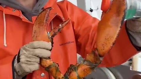 Maine lobster crusher vs pincher claw