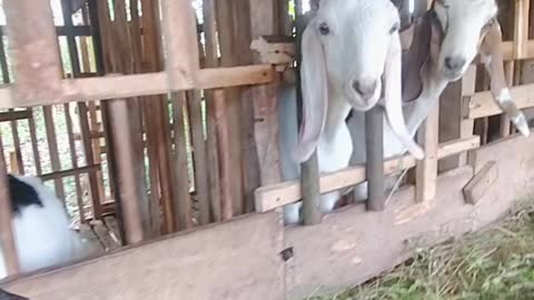 Kambing siap di korban kan