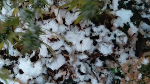 Shaking the snow off the plants