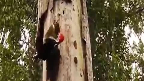 Incredible woodpecker attacks the giant snake in the tree