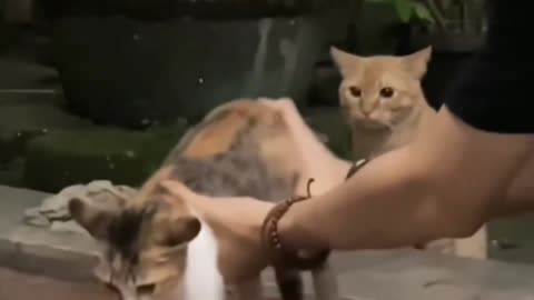 Nothing To Say, Just Funny Dogs And Cats