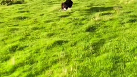 running dog