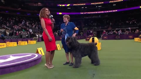 Group judging for the Herding Group at the 2019 Westminster Kennel Club Dog Show - FOX SPORTS