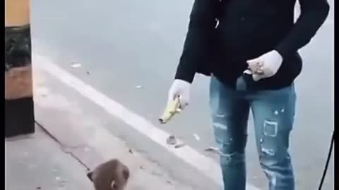 Monkey got tired of getting bananas 😂