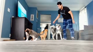 The first time my Siberian husky learn the Roll over Trick!!