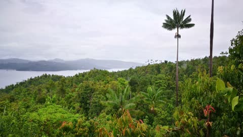 🎧 Sounds Of The Jungle - Paradise Birds Of Raja Ampat - West Papua, Indonesia