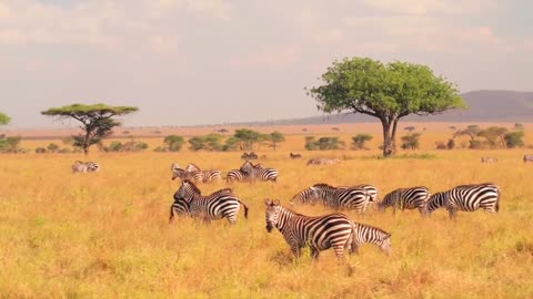 zebras are feeding in a wide meadow