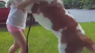 Funny Dog Videos - Big Dog Dancing