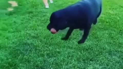 Dog and chid play together
